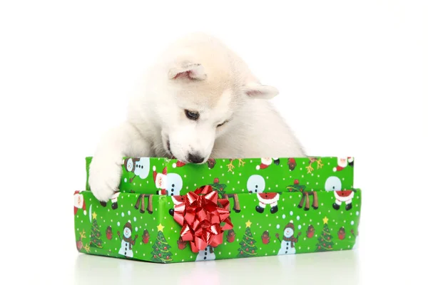 Cachorro Husky Siberiano Con Caja Regalo —  Fotos de Stock