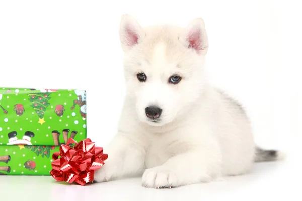 Adorable Cachorro Husky Siberiano Sobre Fondo Blanco Concepto Vacaciones Navidad —  Fotos de Stock