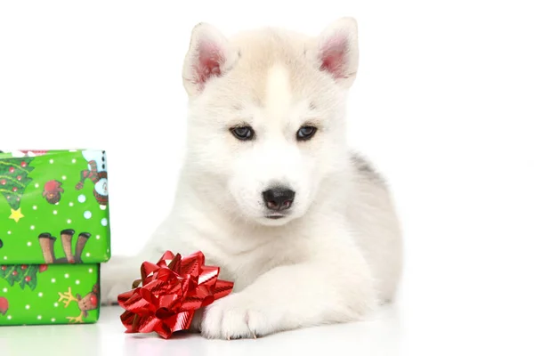 Adorable Cachorro Husky Siberiano Sobre Fondo Blanco Concepto Vacaciones Navidad —  Fotos de Stock