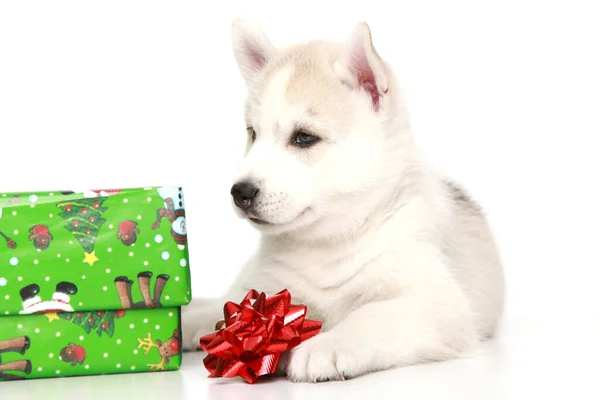 Adorable Cachorro Husky Siberiano Sobre Fondo Blanco Concepto Vacaciones Navidad —  Fotos de Stock