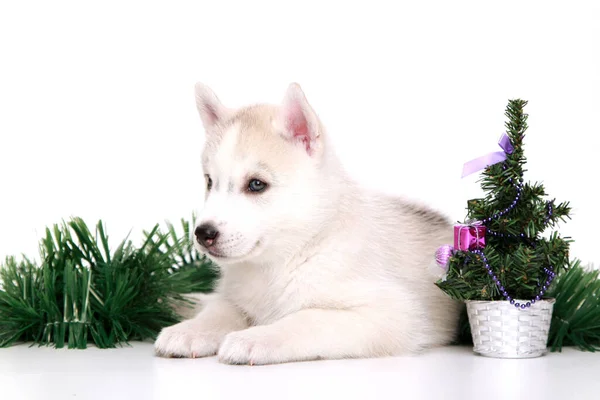 Beyaz Arka Planda Sevimli Sibirya Husky Köpeği Noel Tatili Konsepti — Stok fotoğraf