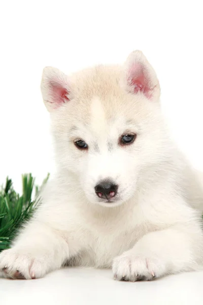 白い背景に愛らしいシベリアのハスキー子犬 クリスマス休暇のコンセプト — ストック写真