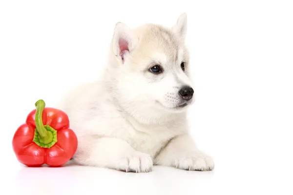 Siberian Husky Welpe Mit Paprika — Stockfoto