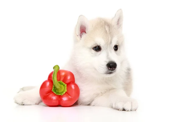 Siberische Husky Puppy Met Paprika — Stockfoto