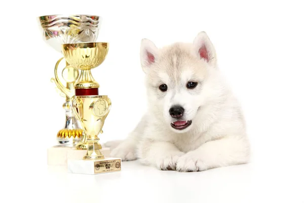Welpe Von Siberian Husky Mit Auszeichnungen — Stockfoto