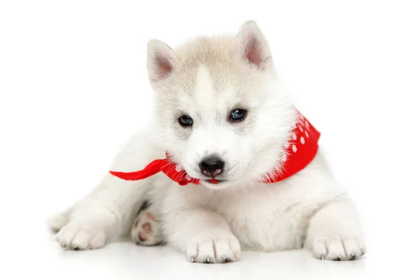 Adorable Siberian Husky Puppy White Background Stock Photo