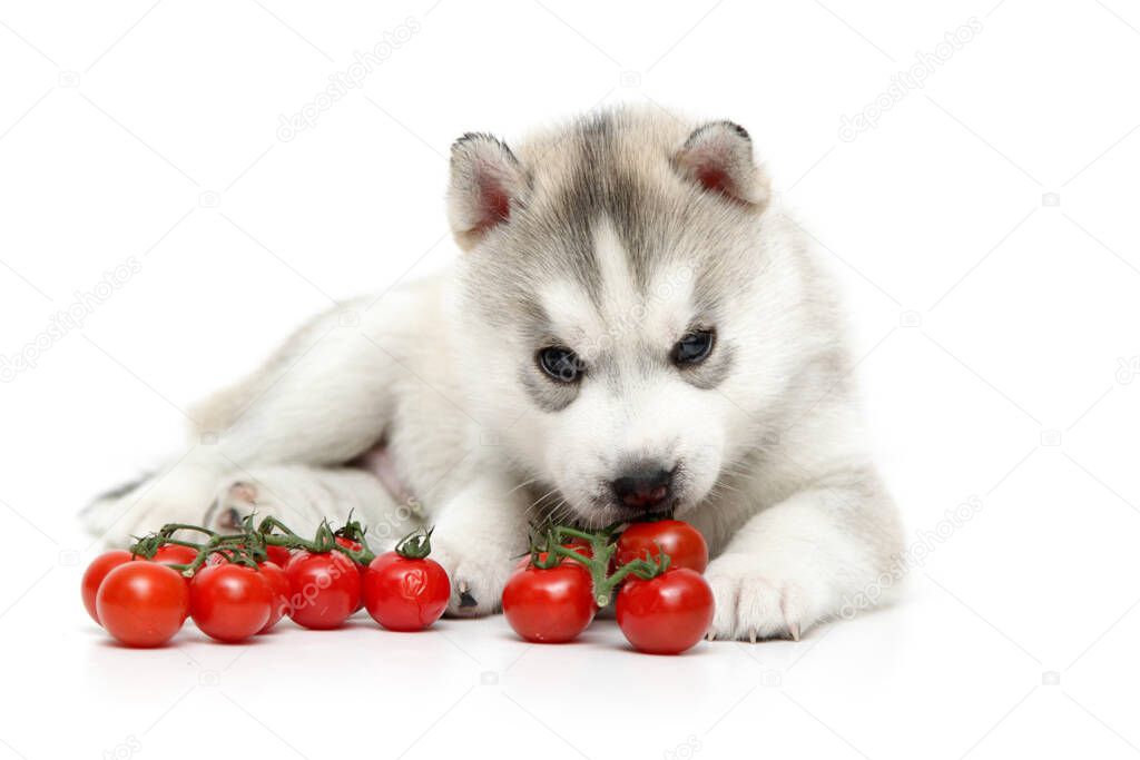 Siberian Husky puppy with resh cherry tomatoes