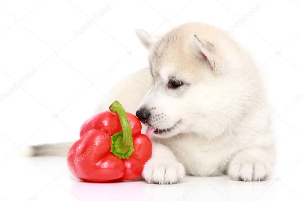 Siberian Husky puppy with bell pepper