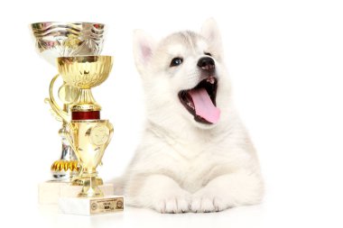 Ödüllü Sibirya Husky köpeği.