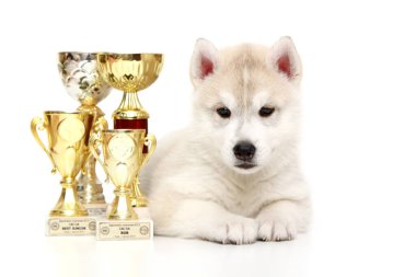 Ödüllü Sibirya Husky köpeği.