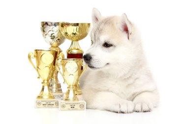 Ödüllü Sibirya Husky köpeği.