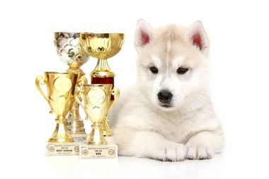 Ödüllü Sibirya Husky köpeği.