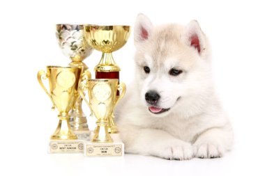 Ödüllü Sibirya Husky köpeği.