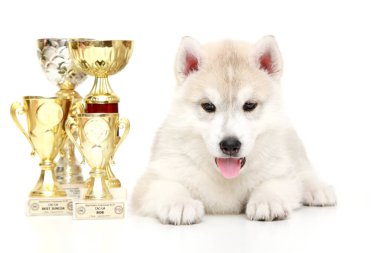 Ödüllü Sibirya Husky köpeği.