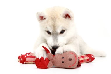 Beyaz arka planda sevimli Sibirya Husky köpeği