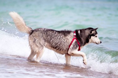 Sevimli Sibirya köpeği açık denizde.