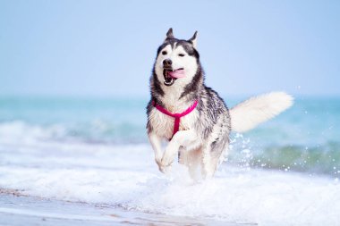 Sevimli Sibirya köpeği açık denizde.