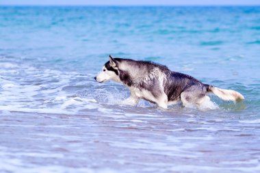 Sevimli Sibirya köpeği açık denizde.