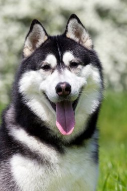 Sevimli Sibirya Husky köpeği açık havada 
