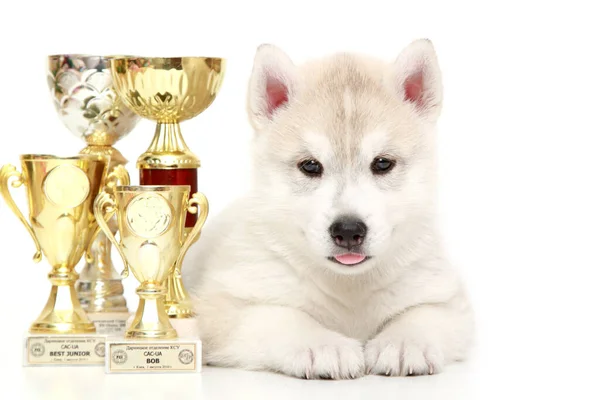 Welpe Von Siberian Husky Mit Auszeichnungen — Stockfoto