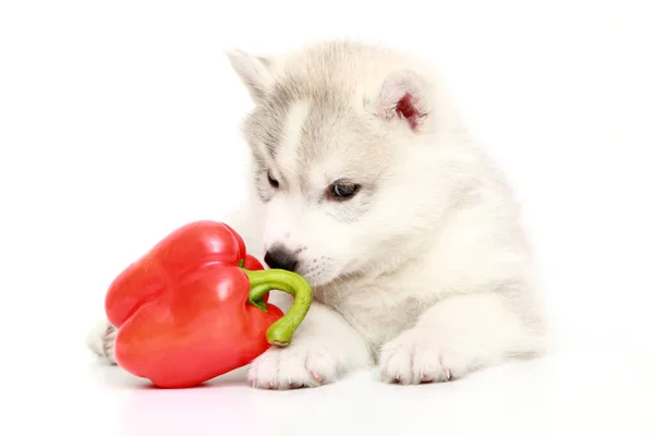Siberian Husky Puppy Bell Pepper — Stock Photo, Image