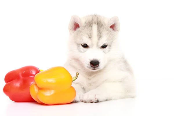 Siberian Husky Puppy Bell Peppers — Stock Photo, Image