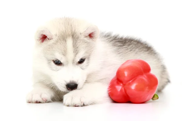 シベリアハスキー子犬とともにベルペッパー — ストック写真