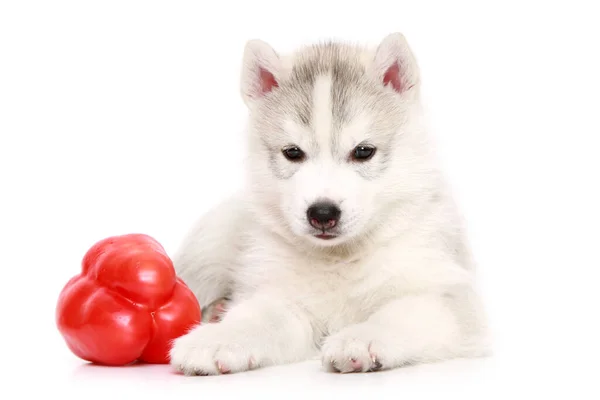 Siberian Husky Welpe Mit Paprika — Stockfoto