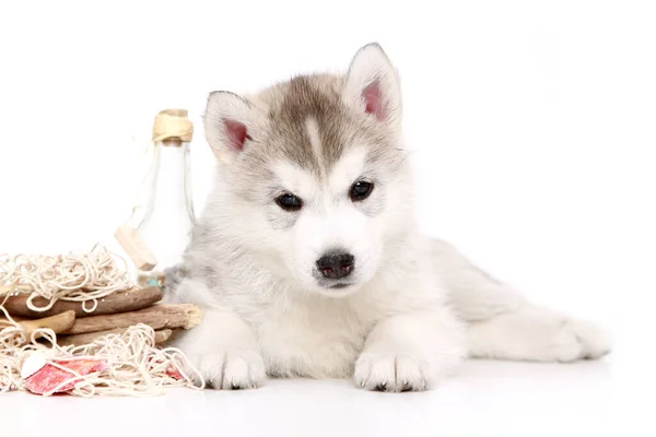 Speelse Siberische Husky Puppy Witte Achtergrond — Stockfoto