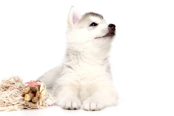 Giocoso Cucciolo Siberiano Husky Sfondo Bianco — Foto Stock