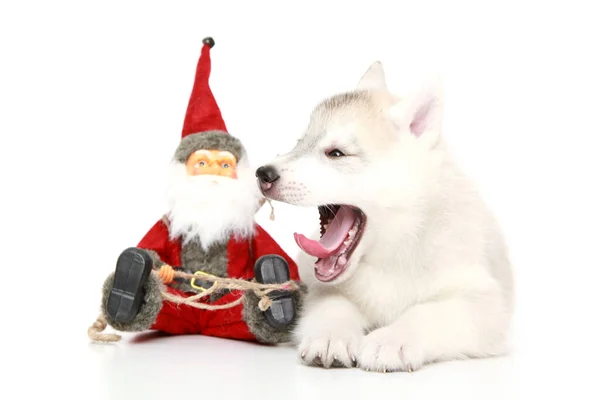 Siberian Husky Welpe Weihnachtskonzept — Stockfoto