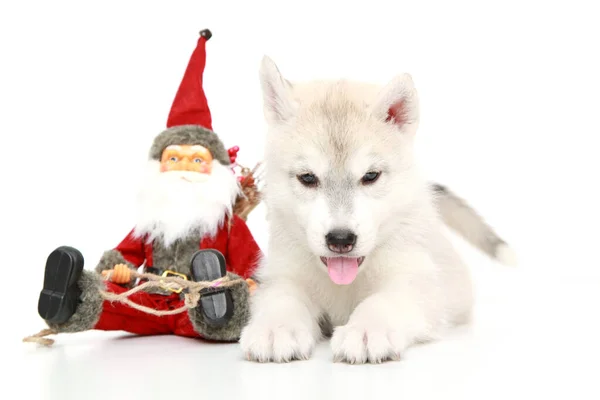 Siberian Husky Welpe Weihnachtskonzept — Stockfoto