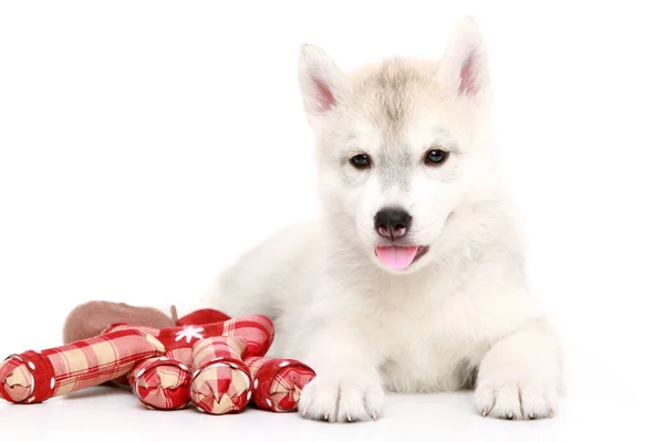 Adorable Cachorro Husky Siberiano Sobre Fondo Blanco — Foto de Stock