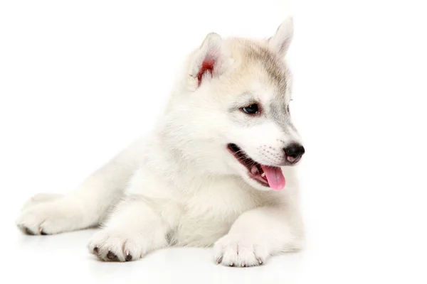 Adorable Siberian Husky Puppy White Background — Stock Photo, Image