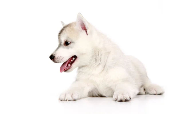 Schattige Siberische Husky Puppy Witte Achtergrond — Stockfoto