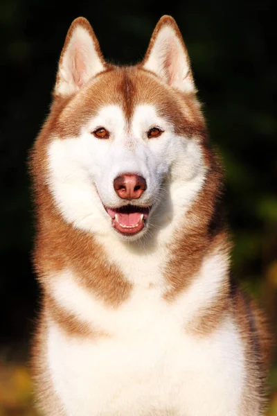 Schattige Siberische Husky Hond Buiten — Stockfoto