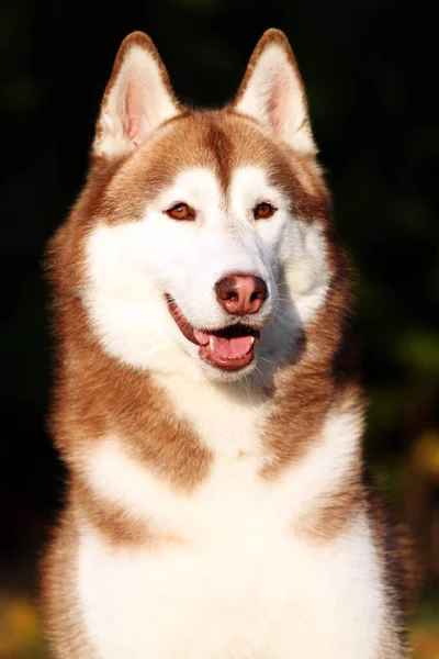 Adorable Perro Husky Siberiano Aire Libre — Foto de Stock