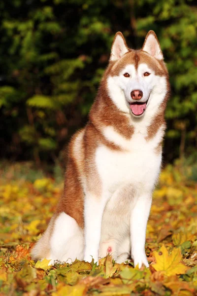 Adorável Siberian Husky Cão Livre — Fotografia de Stock