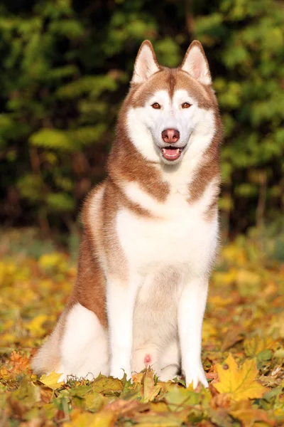 Adorable Siberian Husky Dog Outdoor — Stock Photo, Image