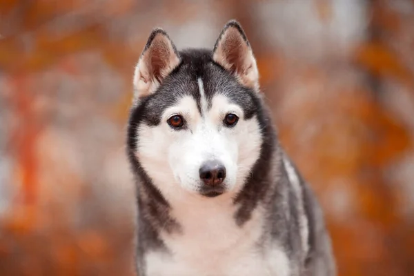 Adorable Perro Husky Siberiano Aire Libre —  Fotos de Stock