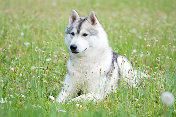 Привабливий Сибірський Хаскі Пес — стокове фото