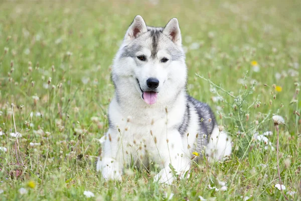 Rozkošný Sibiřský Husky Pes Venku — Stock fotografie