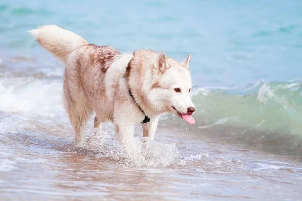 Adorável Cão Husky Siberiano Livre Mar — Fotografia de Stock