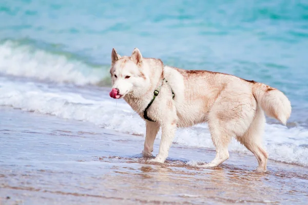 Schattige Siberische Husky Hond Buiten Zee — Stockfoto