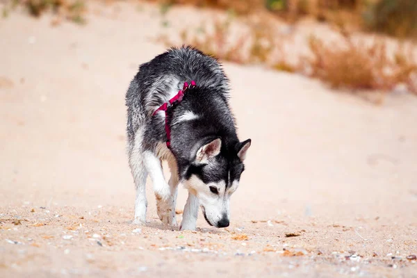 Adorable Siberian Husky Dog Outdoor — Stock Photo, Image