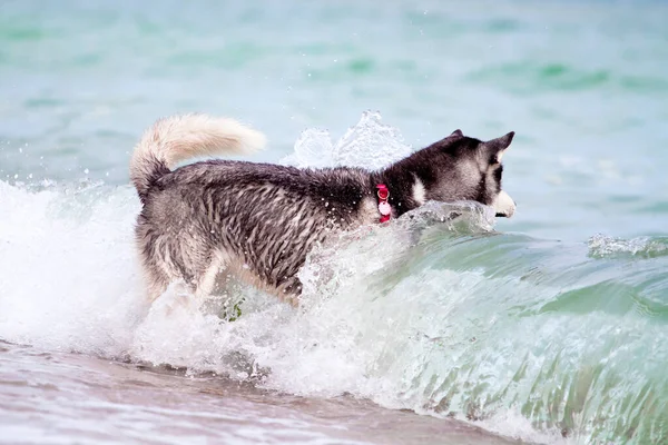 Adorable Perro Husky Siberiano Aire Libre Mar —  Fotos de Stock