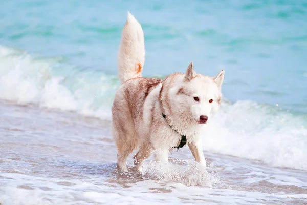 Adorable Chien Husky Sibérien Plein Air Sur Mer — Photo