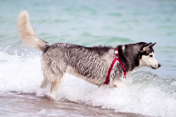 Adorável Cão Husky Siberiano Livre Mar — Fotografia de Stock