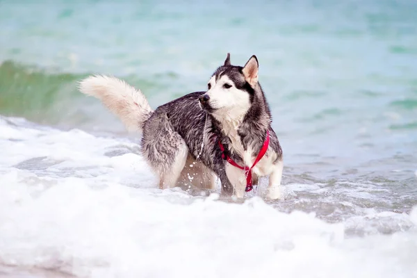 Uroczy Syberyjski Husky Pies Świeżym Powietrzu Morzu — Zdjęcie stockowe