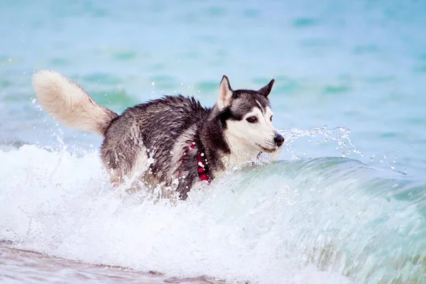 Sevimli Sibirya Köpeği Açık Denizde — Stok fotoğraf